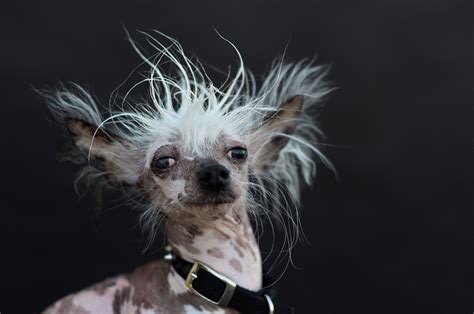 Photos: PHOTOS: Pit bull mix ‘Quasi Modo’ wins World’s Ugliest Dog ...