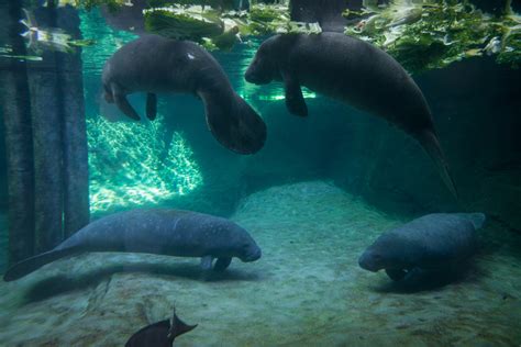OMG, Four Manatee Baby Rescues Arrive at Columbus Zoo – 614NOW