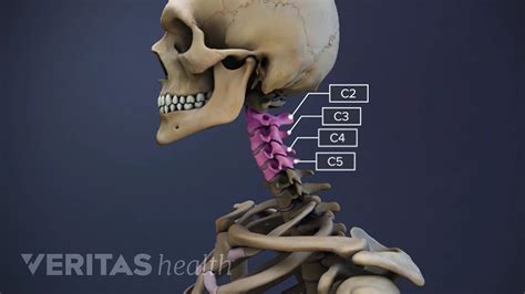 Spine Anatomy C5 C6