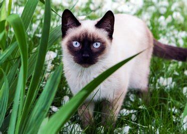 Siamese Cat Eye Problems | Cuteness