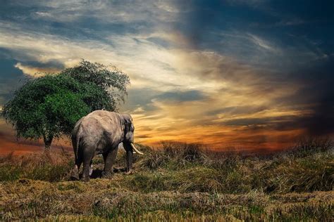 5,000+ HD Elephant Pictures & Images - Pixabay