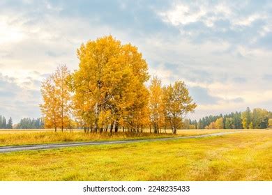 590 Fall Colors Montana Foliage Images, Stock Photos & Vectors | Shutterstock