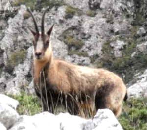 Goat-chamois hybrids - Mammalian Hybrids