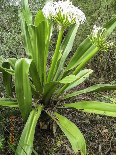 Crinum pedunculatus – Australian Plants Society