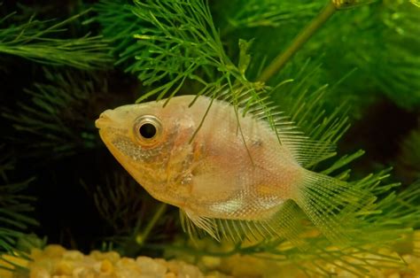 Kissing Gourami: Feeding, Tank Mates, Breeding, and More!