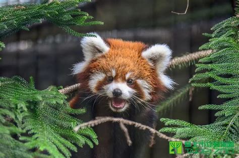 2nd Pair of Red Panda Cubs to be Officially Named at Taipei Zoo | ICRT Blog