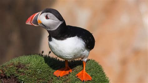 Puffins on the Saltee Islands - YouTube