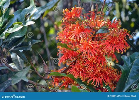 Orange Flowers of the Australian Native Firewheel Tree Stock Photo - Image of sinuatus ...