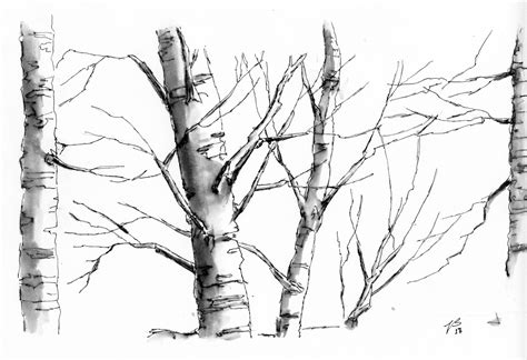 Birch Tree Drawing at GetDrawings | Free download