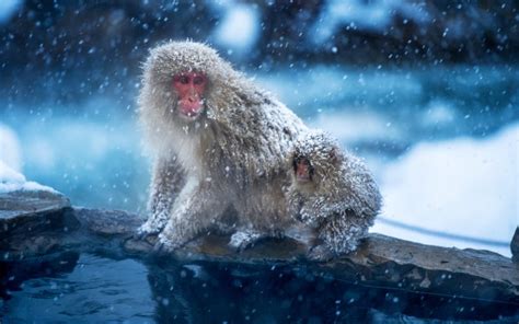 Jigokudani Monkey Park - GaijinPot Travel