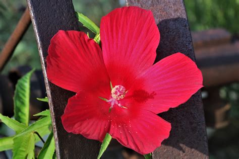 Hibiscus And Wagon Wheel Close-up Free Stock Photo - Public Domain Pictures