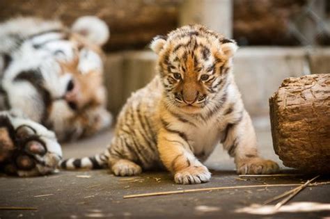 Pittsburgh Zoo's Amur Tiger Cub Gets His First Check-Up - ZooBorns