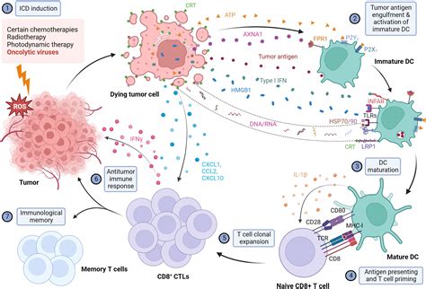 Frontiers | Immunogenic cell death: The cornerstone of oncolytic viro-immunotherapy