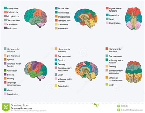 Human brain anatomy, stock vector. Illustration of lobe - 36838484 | Anatomia del cerebro humano ...