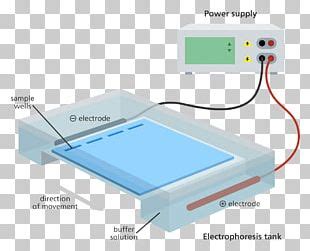 Gel Electrophoresis Cartoon