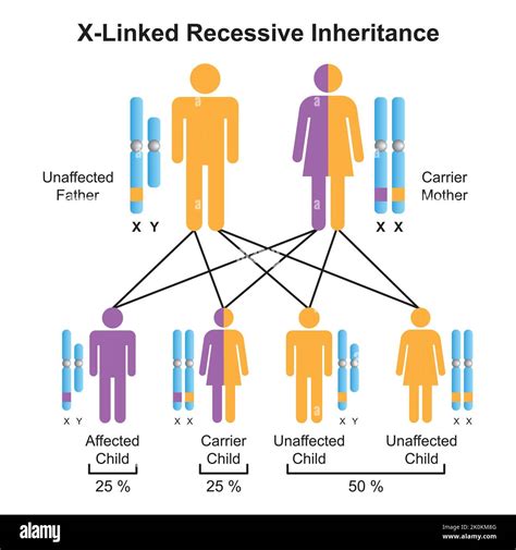 Diseño científico de la herencia recesiva ligada al cromosoma X. Símbolos de colores ...