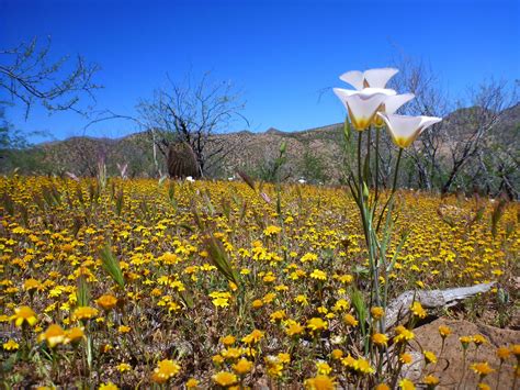 Sonoran Desert Wildflowers and Invasive Species | U.S. Geological Survey