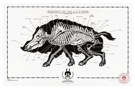 ANATOMY OF THE WILD BOAR: ANATOMY SHEET NO.15 - Rabbit Eye Movement Inc.