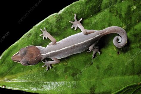 Cat gecko - Stock Image - C010/6925 - Science Photo Library