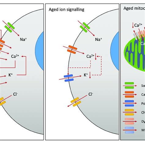 | Mitochondrial dysfunction during aging. Healthy mitochondria produce ...