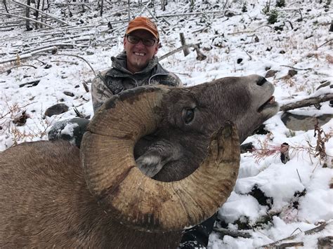 WYOMING ROCKY MOUNTAIN BIGHORN SHEEP LICENSE