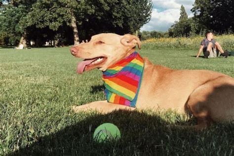 Pets of Pride: 13 cats and dogs in their best rainbow clothes | Metro News