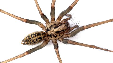 Hobo Spider: Identification, Habits, and Effective Control Methods