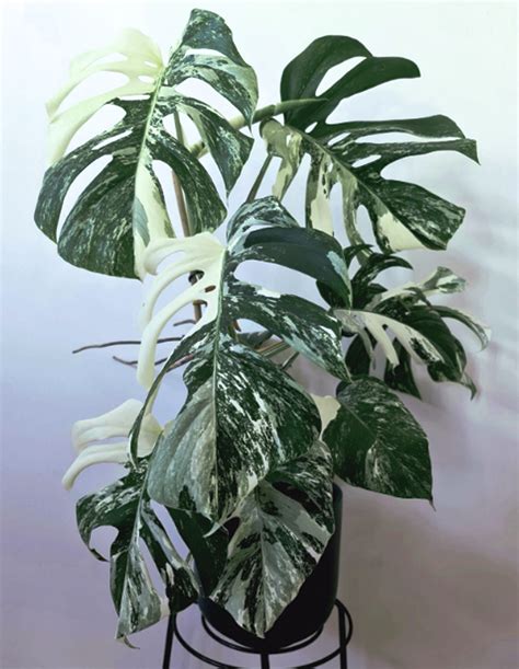 Monstera Deliciosa 'Variegata' - Plant World London