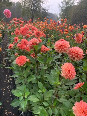 How we grow dahlias – Pond Hill Farm LLC