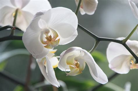 Top 5 Most Beautiful Orchids in the World - Real Mum Reviews