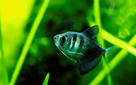 TOP 7 Best Black Skirt Tetra Tank Mates (Experts Advice)