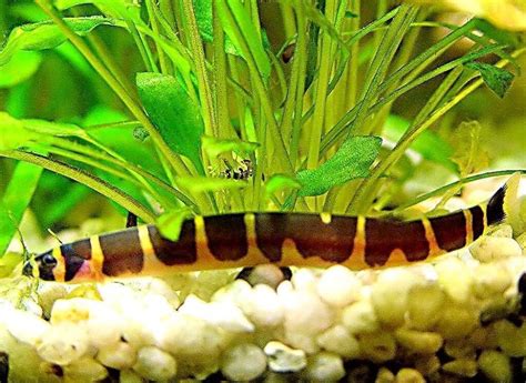 Kuhli Loach Care Guide: Tank Mates, Tank Setup, Breeding,, 45% OFF