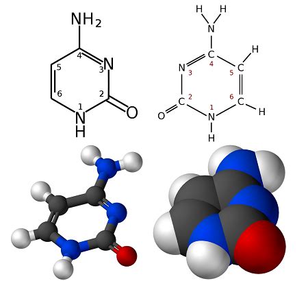 Adenine, Thymine, Guanine & Cytosine | Overview & Pairing - Video ...