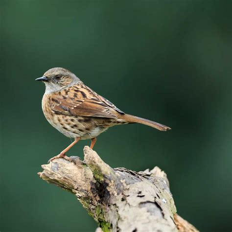 All about the Dunnock - GardenBird