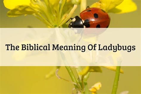 Biblical Meaning Of Ladybugs: Epic Myth And Symbol (2024)