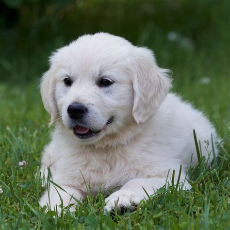 English Golden Retriever Puppies Missouri - Crystal: English Golden Retriever puppy for sale ...