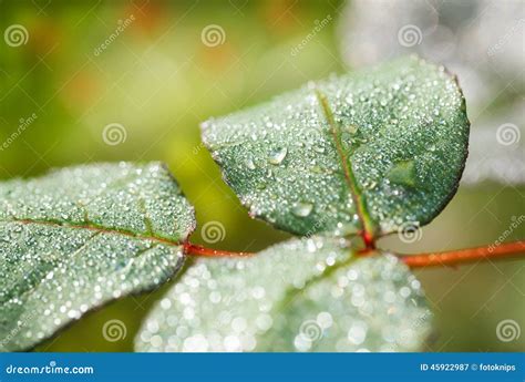 Dew drops on rose petal stock image. Image of petals - 45922987