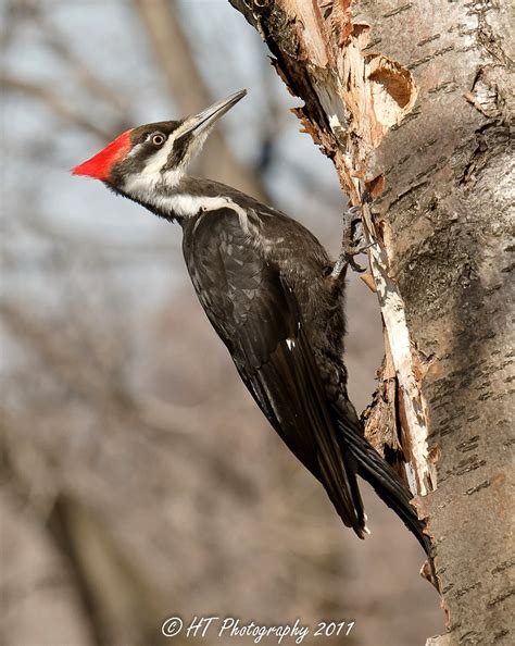 Pileated Woodpecker (juvenile female) | probably just passed… | Flickr