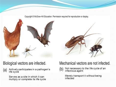 What Is A Biological Vector at Vectorified.com | Collection of What Is ...