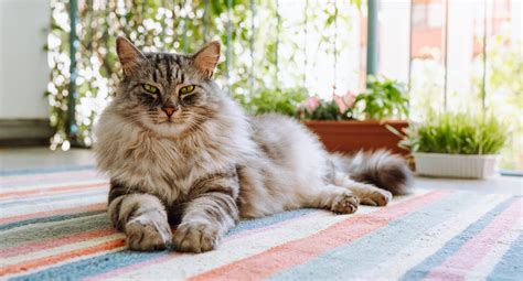 Maine Coon cat | breed profile | PetSure