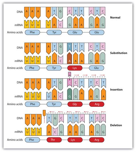 19.5 Mutations and Genetic Diseases | The Basics of General, Organic ...