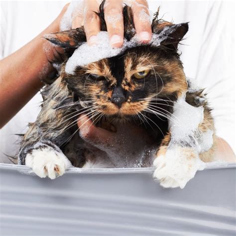 Fluffy Cat Reacts to Shower Time With 'Pure Rage' in Hilarious Clip