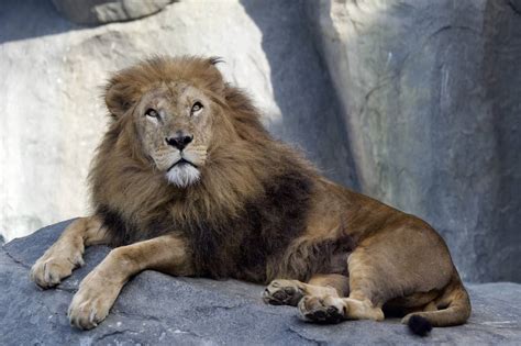 Greenville Zoo awards $13K to local, global conservation efforts - GREENVILLE JOURNAL