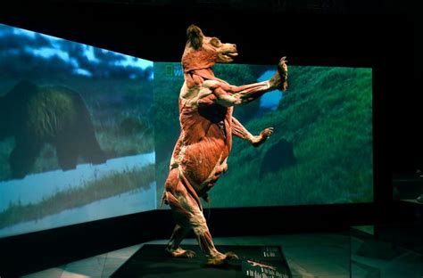 Body Worlds: Animal Inside Out exhibit comes to Calgary - Calgary ...