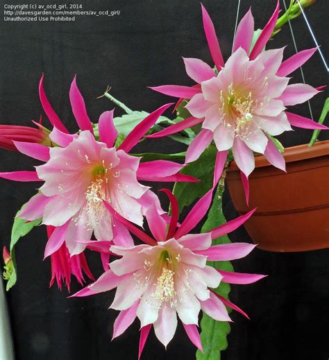 PlantFiles Pictures: Hybrid Epiphyllum, Orchid Cactus, Epicactus 'Color Wheel' (Epiphyllum) by ...