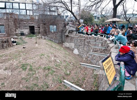 Giant panda in Panda House of Beijing Zoo, located in Xicheng District, Beijing, China Stock ...