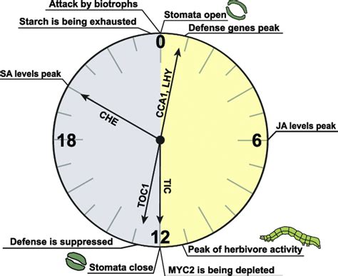 The many hands of the circadian clock. The circadian clock (genes... | Download Scientific Diagram