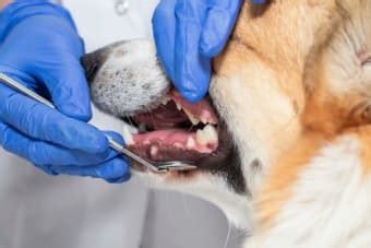 How To Prevent Periodontal Disease in Dogs | SeattleVet