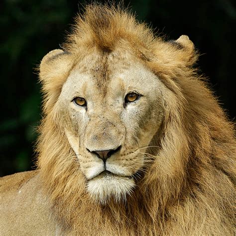 Lion - Singapore Zoo