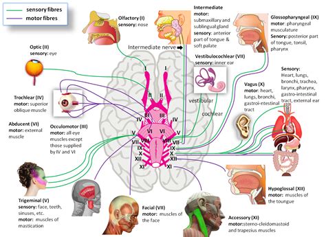 Click this image to show the full-size version. | Cranial nerves, Anatomy, Human anatomy and ...